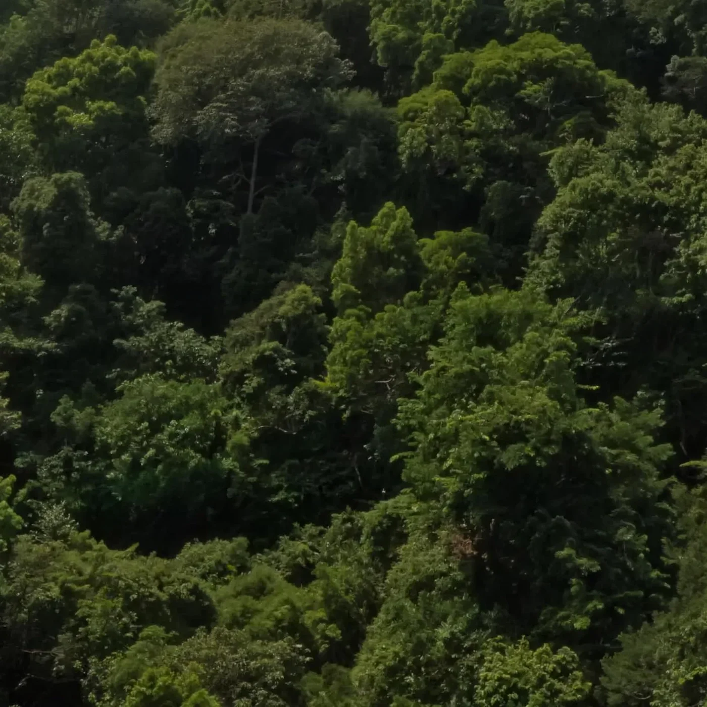 Bosque denso visto desde Forest Gate